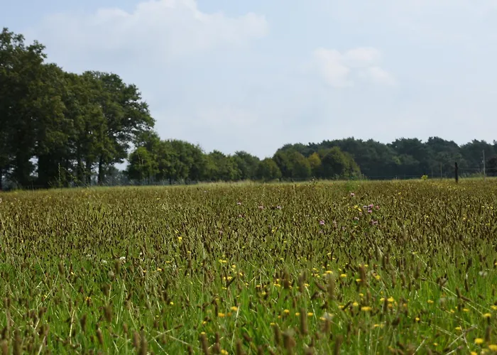 Pod 3 Persoons Lindershoeve *